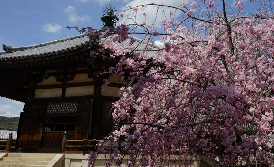 奈良 法隆寺の夢殿の前「しだれ桜」